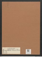 Campylodiscus nanus Schum. (de-Toni-Nr.: Genus 57, Species 2525) Zeichnungen Sammlung Grunow Mappe 02680 (Herbarium_W_Grunow_drawings_Folder_02680)